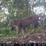 Macan Tutul Jawa dan Macan Kumbang di Pegunungan Sanggabuana Terekam Kamera